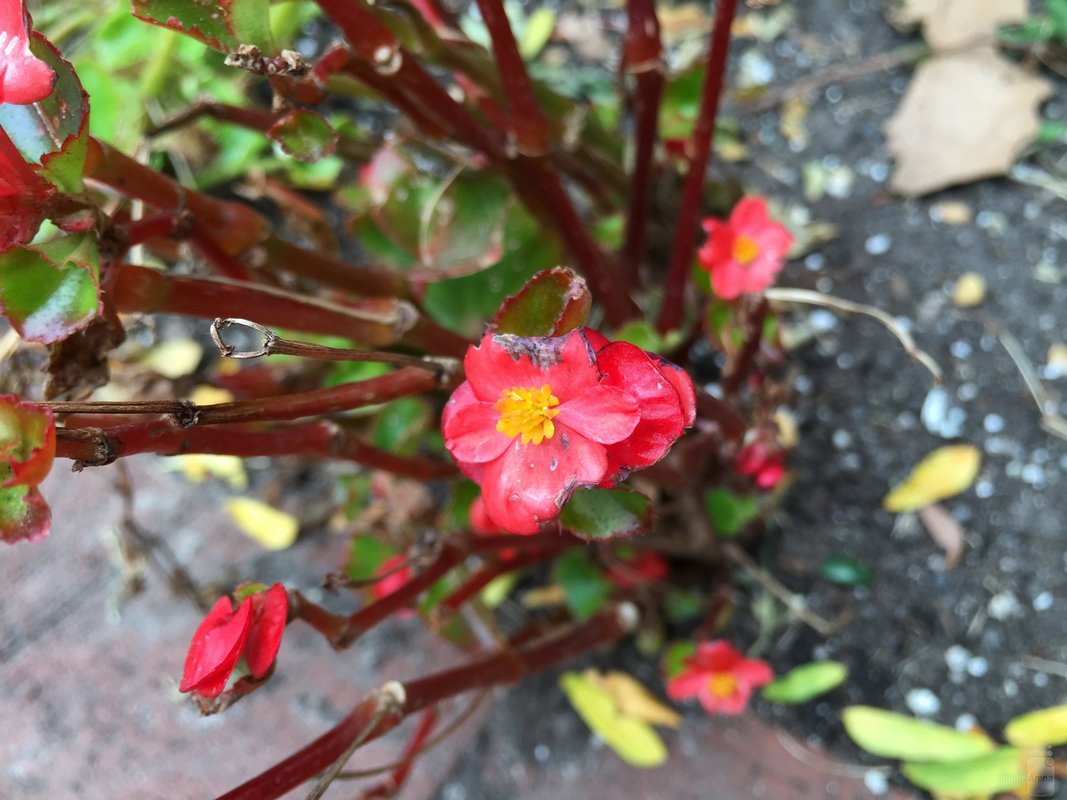 نمونه تصاویر گرفته شده با دوربین آیفون 6 و آیفون 6 پلاس