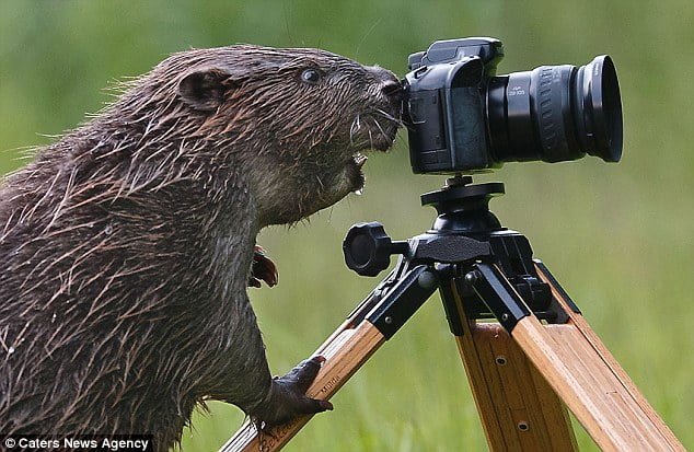 تصاویری از حیوانات 