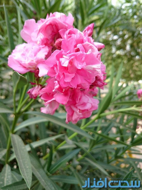 گوشی سونی اکسپریا +Z3 