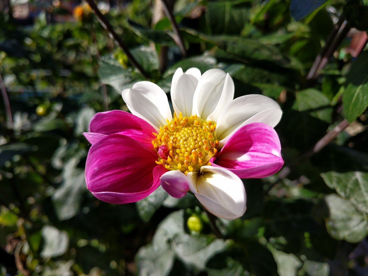 بررسی گوشی پیکسل ایکس ال