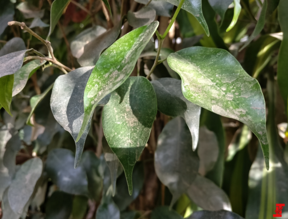 http://i-cdn.phonearena.com/images/articles/286562-image/Photo-samples-allegedly-taken-with-the-OnePlus-5.jpg