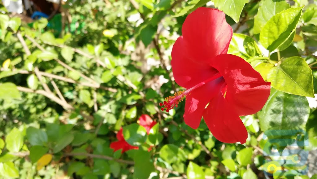 بررشی نوا 2 پلاس