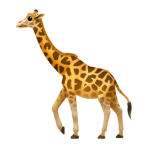 giraffe