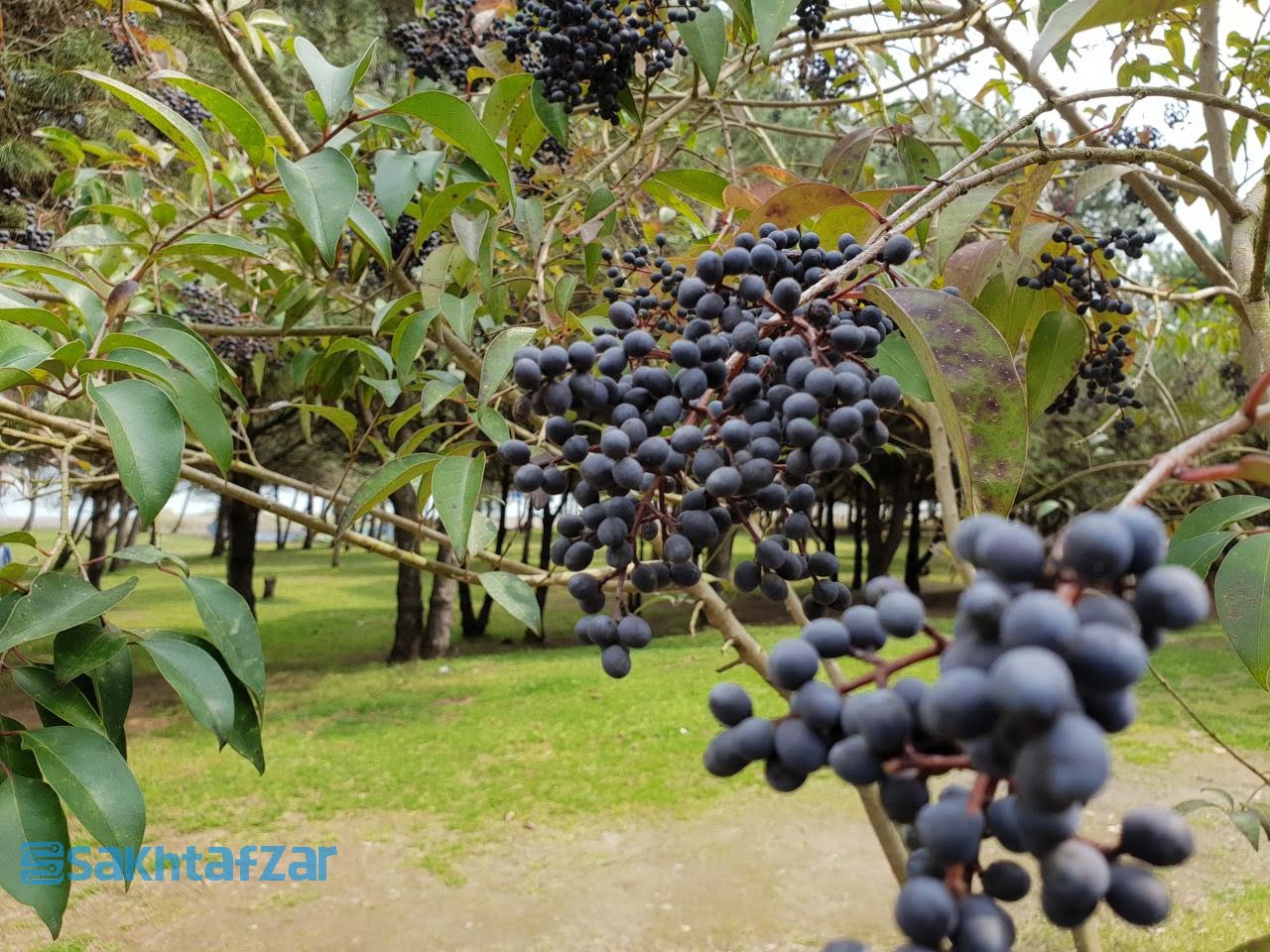 مقایسه دوربین وی 30 پلاس با گلکسی اس 9