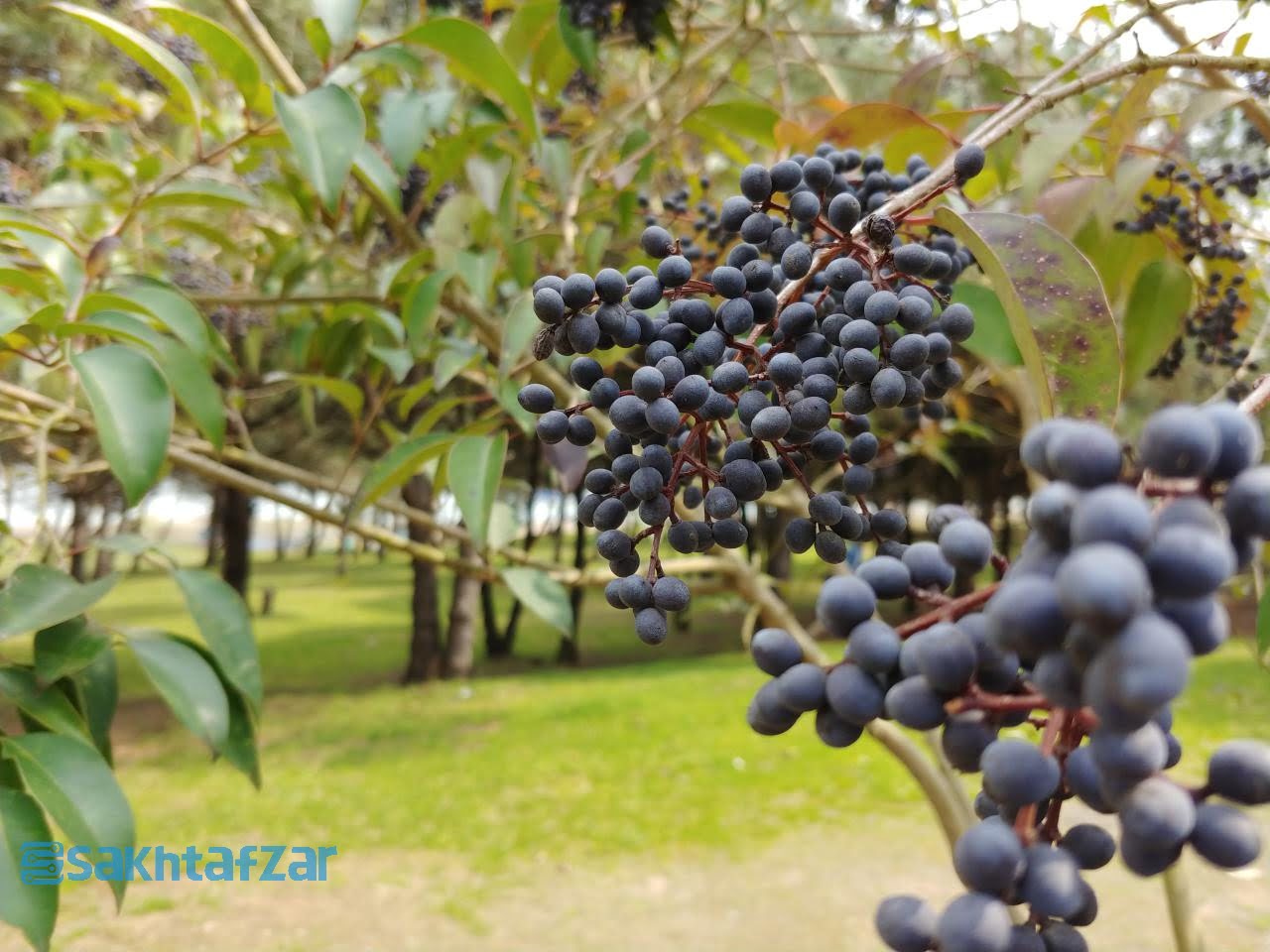 مقایسه دوربین وی 30 پلاس با گلکسی اس 9