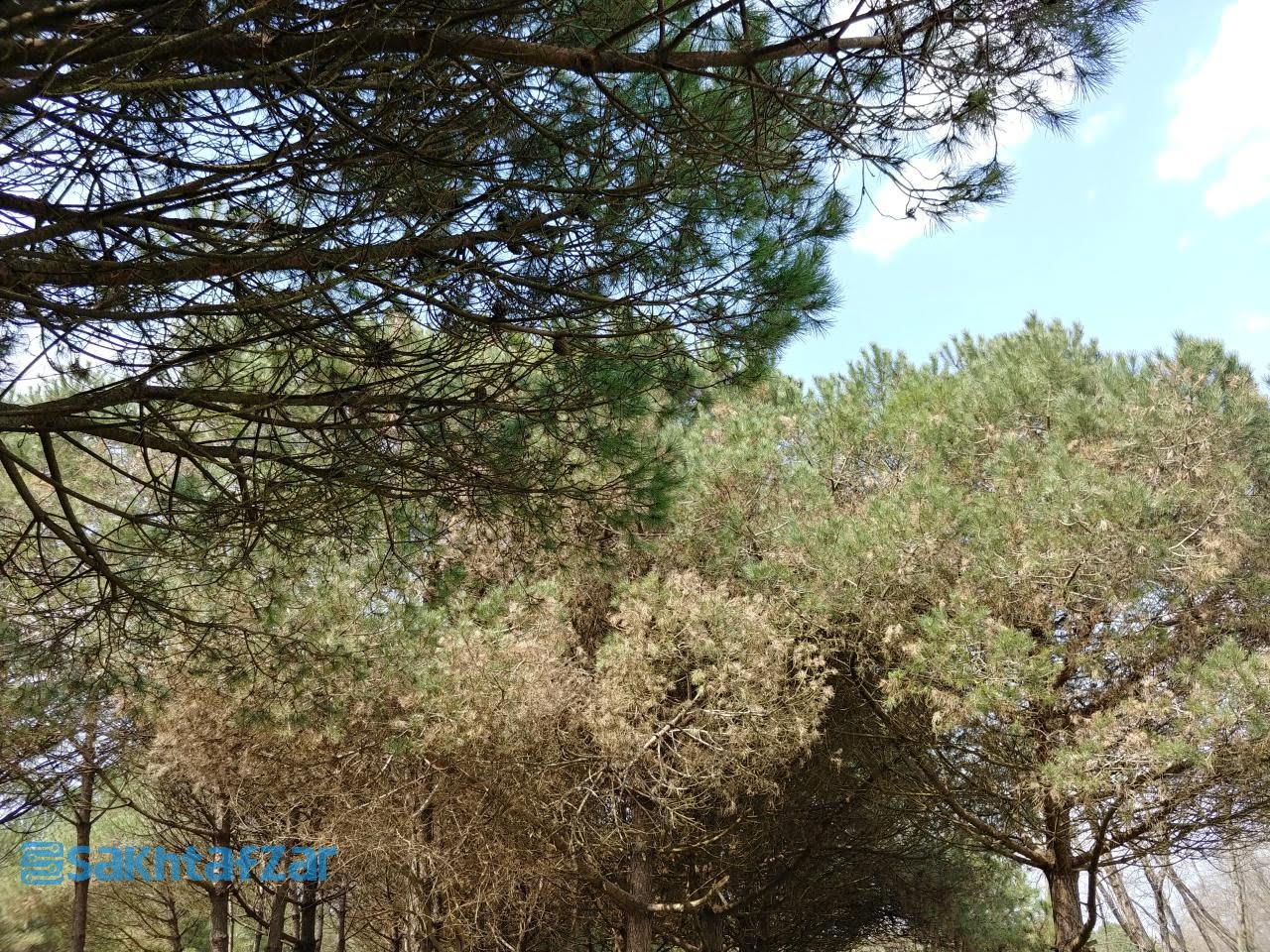 مقایسه دوربین وی 30 پلاس با گلکسی اس 9