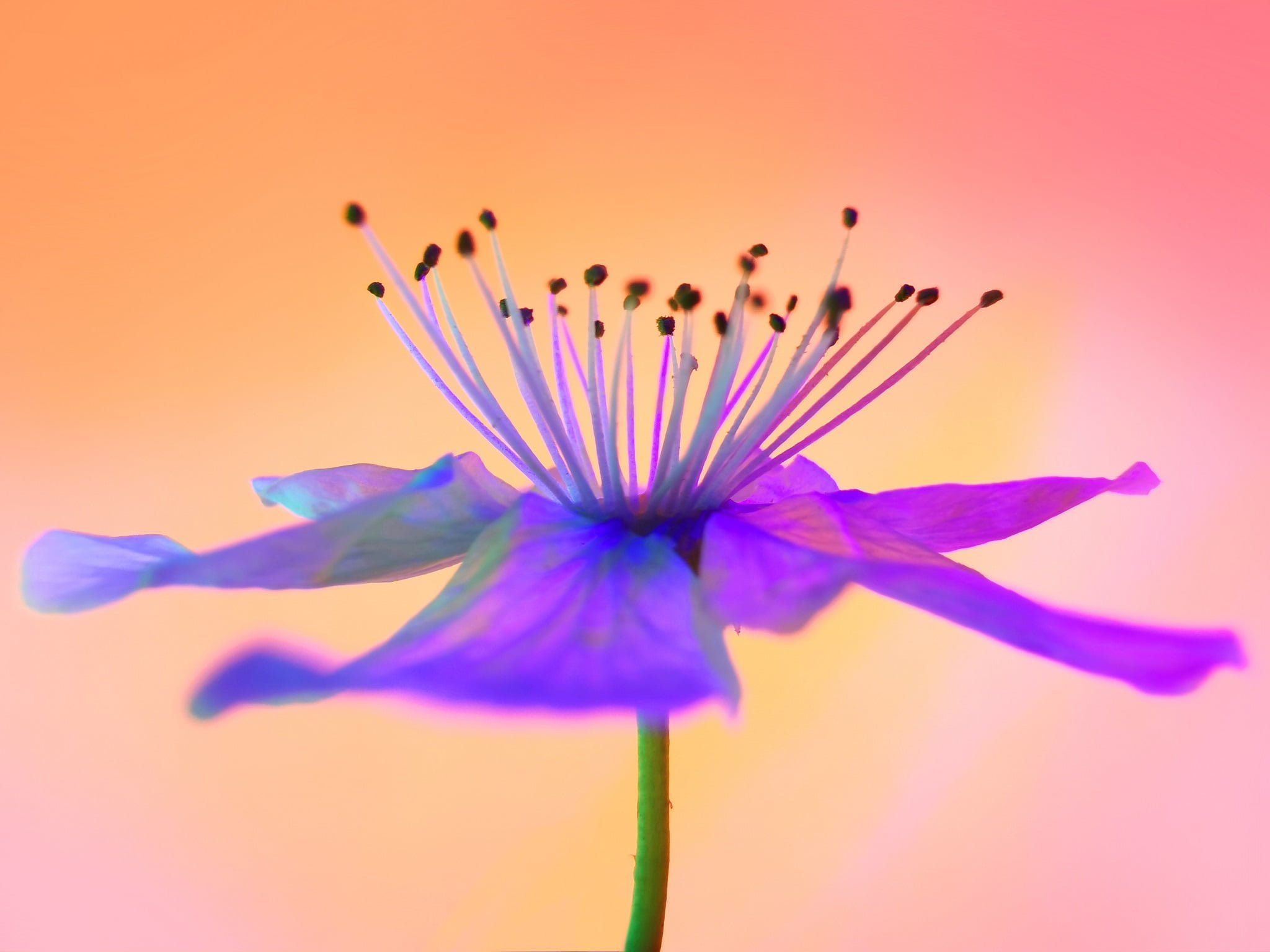 دوربین HUAWEI P30 Pro