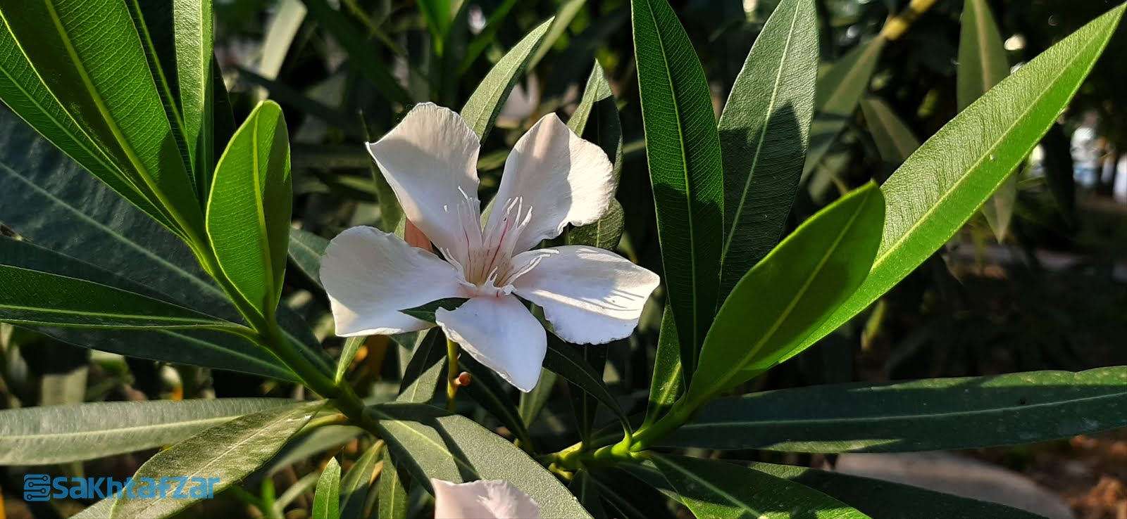 نمونه عکس دوربین گوشی گلکسی A50 سامسونگ