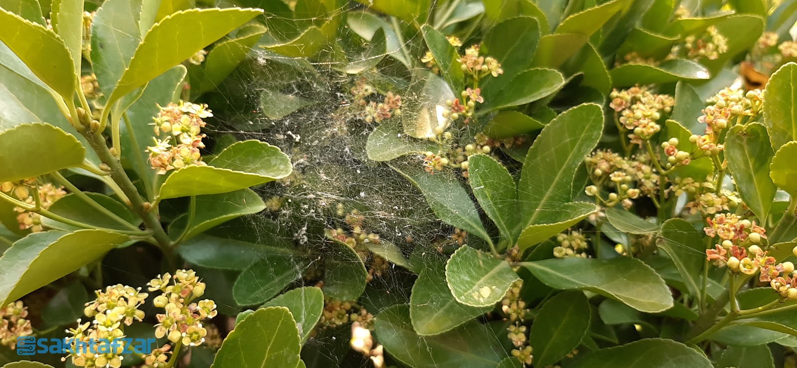 نمونه عکس دوربین گوشی گلکسی A50 سامسونگ