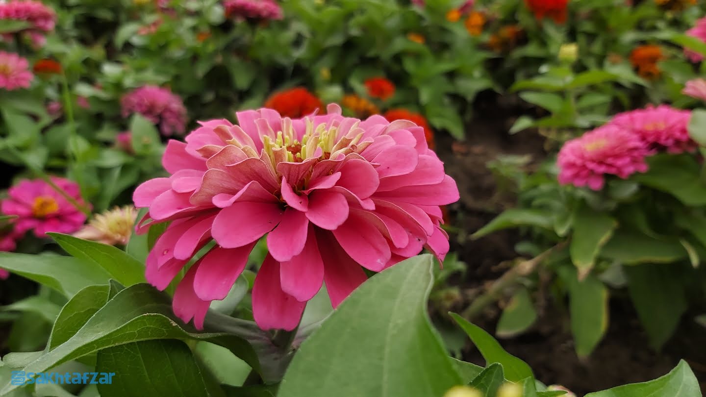 نمونه عکس دوربین گوشی گلکسی A70 سامسونگ