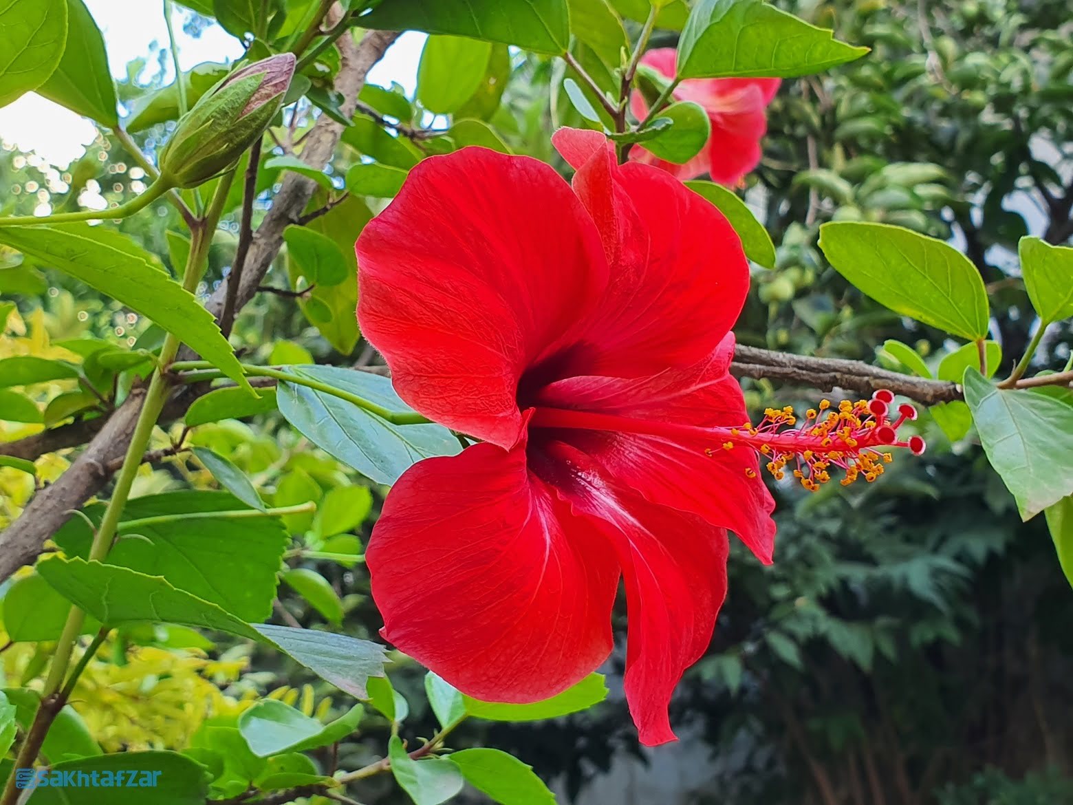 نمونه عکس گلکسی نوت 10 پلاس سامسونگ