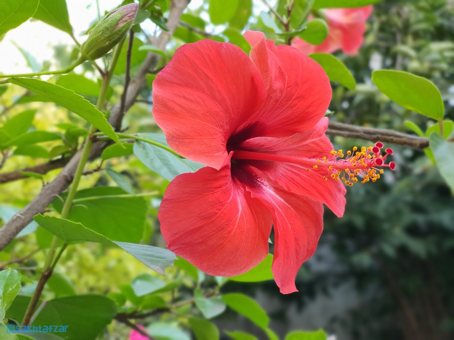 نمونه عکس گلکسی نوت 10 پلاس سامسونگ