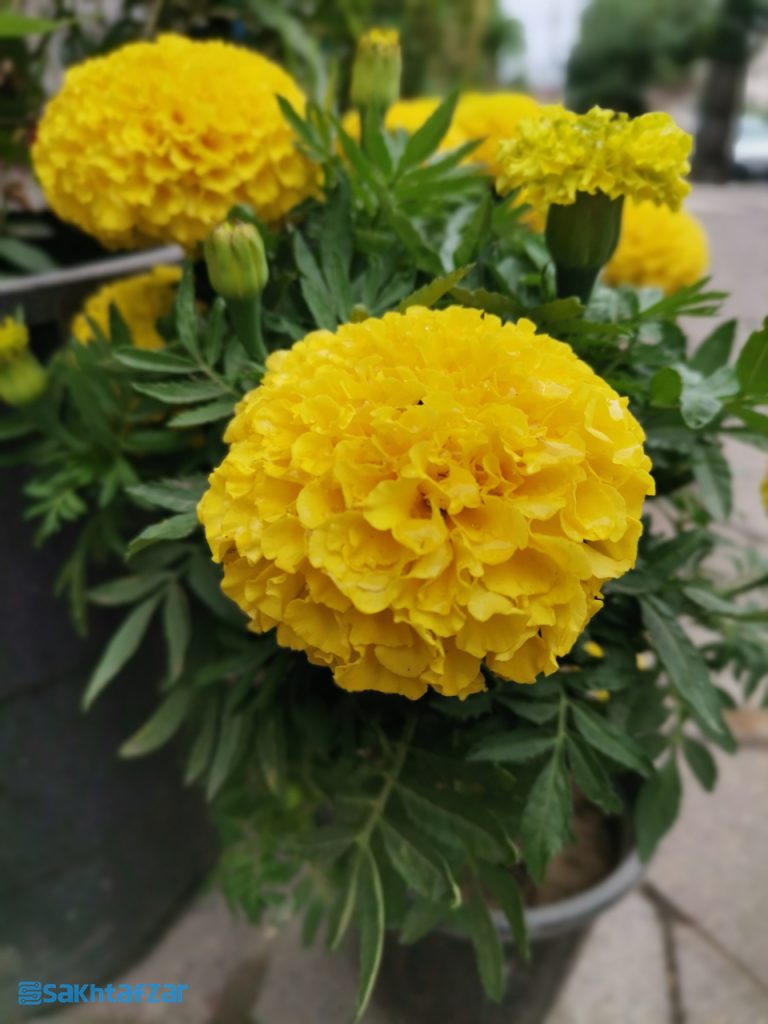 نمونه عکس و کیفیت دوربین گوشی نوا 7i هوآوی