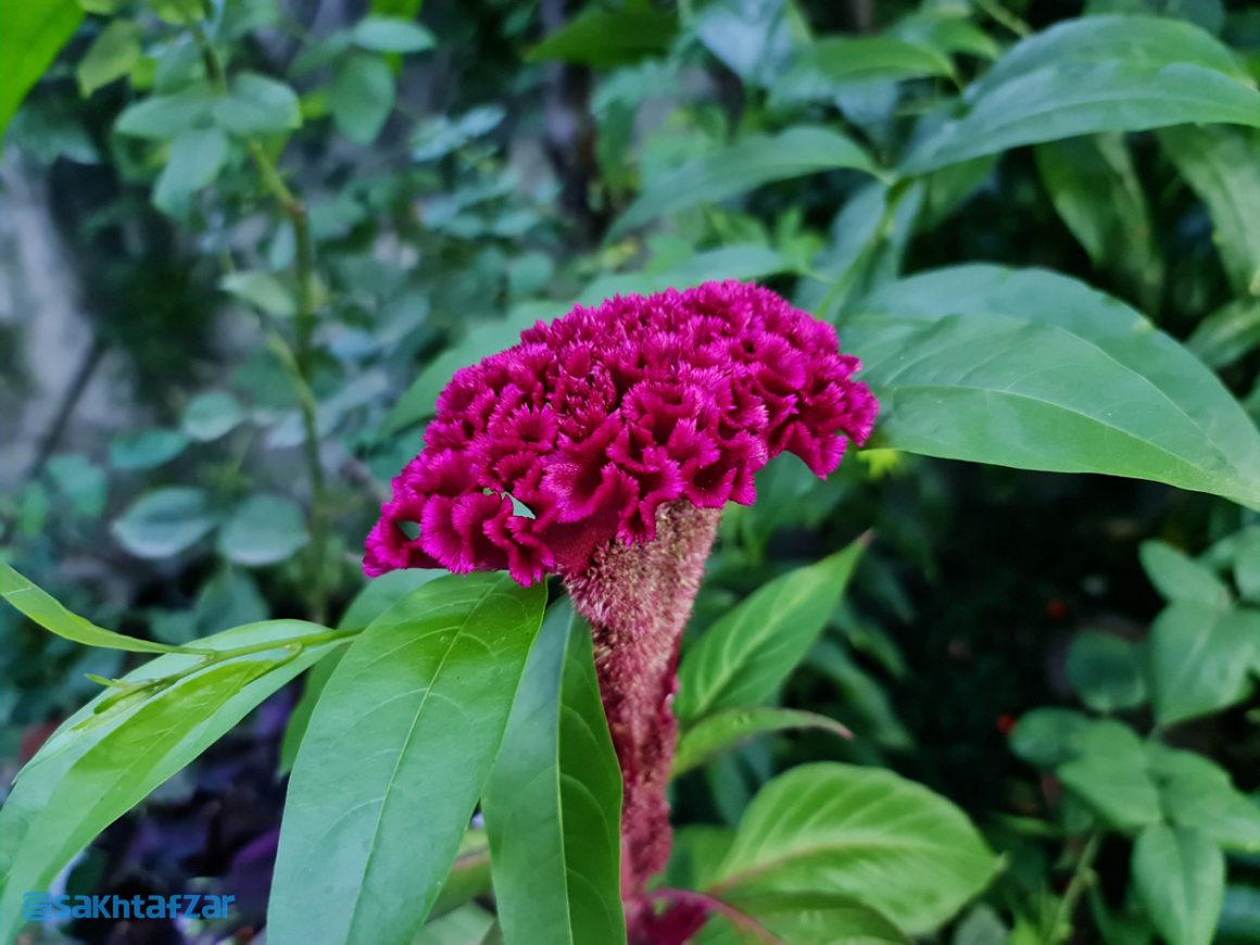 نمونه عکس دوربین گلکسی نوت 20 اولترا سامسونگ