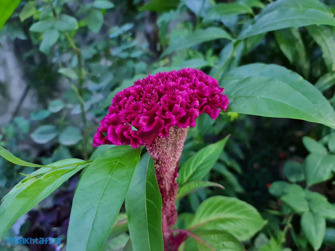 نمونه عکس دوربین گلکسی نوت 20 اولترا سامسونگ