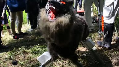 ربات گرگ نمای ژاپنی – برنده جنگ خرس و انسان