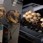 کشف روشی عجیب برای ذخیره حافظه کامپیوتر در قارچ‌ها