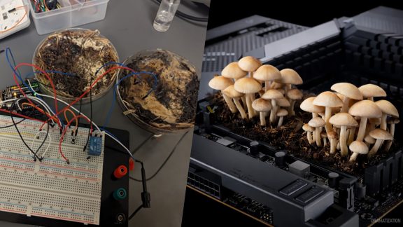 کشف روشی عجیب برای ذخیره حافظه کامپیوتر در قارچ‌ها