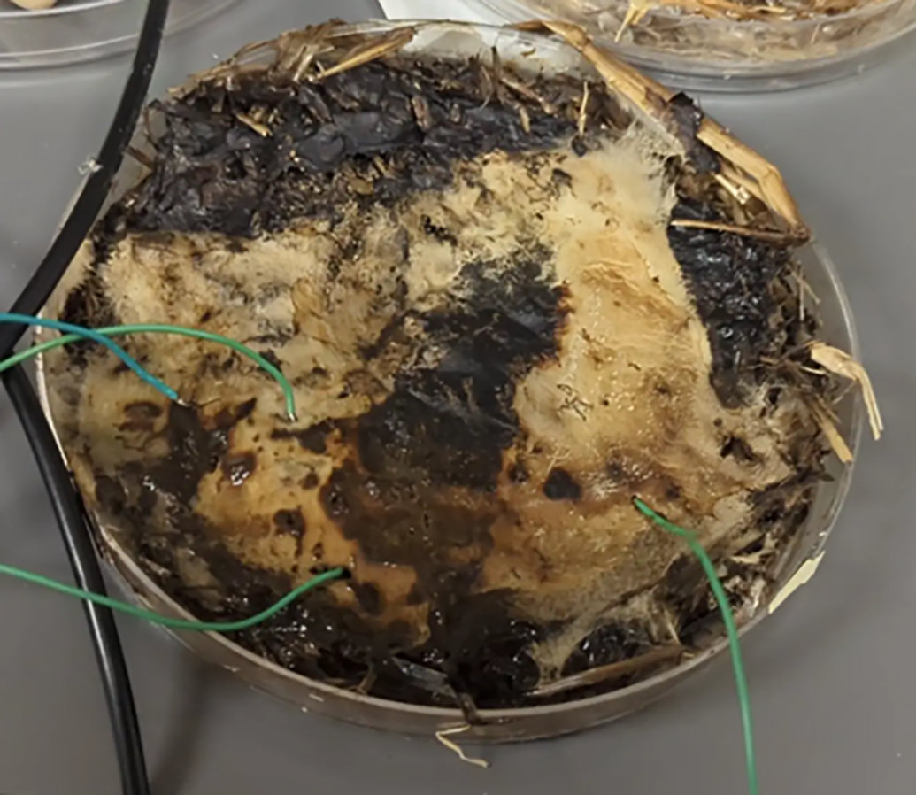 ذخیره حافظه کامپیوتر در قارچ