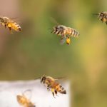 دانشمندان به‌دنبال ساخت تراشه GPS با الهام از مغز زنبور عسل