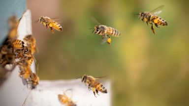 دانشمندان به‌دنبال ساخت تراشه GPS با الهام از مغز زنبور عسل